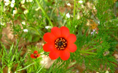 LA FLORE
